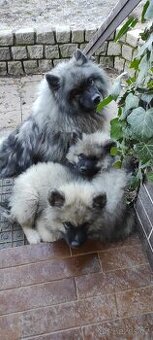 Německý vlčí špic (keeshond) - štěńátka s PP
