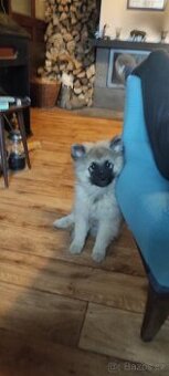Německý vlčí špic (keeshond) - štěńátka s PP