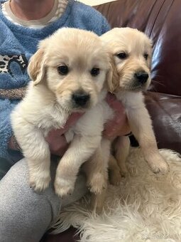 Zlatý retrívr bez PP