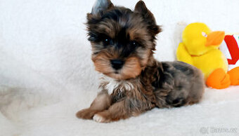 Jorkšírský teriér