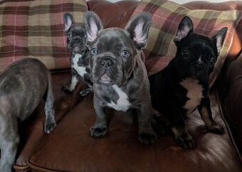 Francouzský buldoček