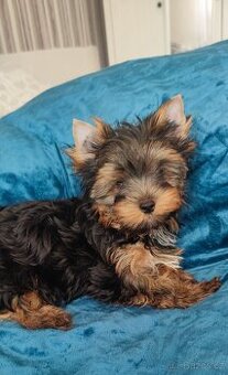 Jorkšírský (York,Biewer) teriér ,kluk s PP IHR