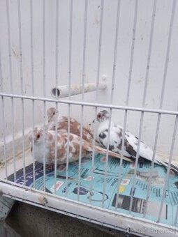 Holoubek diamantový