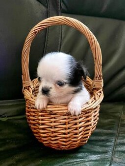 ČIVAVA DLOUHOSRSTÁ S PP- MALÝ PEJSEK