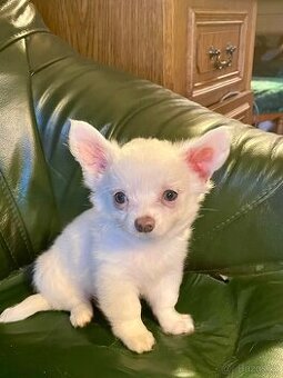 ČIVAVA DLOUHOSRSTÁ S PP- Pejsek