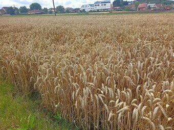 Krmná pšenice a ječmen