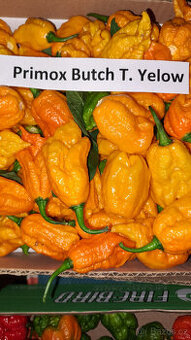 Primo x butch yelow (chilli paprička) semínka