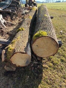 Dub kulatina na řezivo