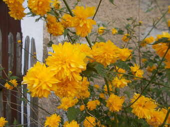 Kéria japonská (Zákula japonská)