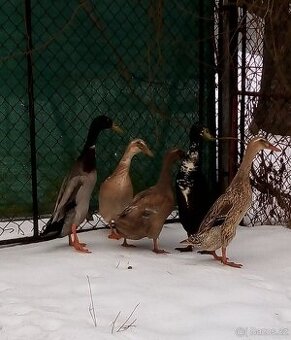 Kačery Indický běžec a kachny ruanske