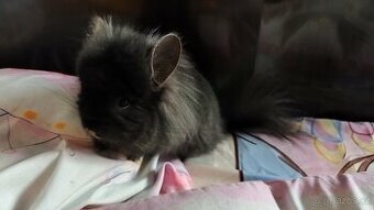 Royal Persian Angora činčila dark ebony