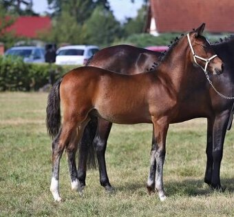 Hřebeček,pony ,WPBR