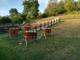 Vyzimovaná včelstva prodej