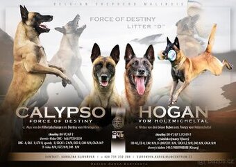 Belgický ovčák - malinois s PP