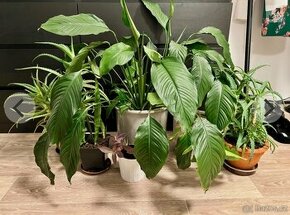 Epipremnum scindapsus šplhavnik šplhavnice - 1