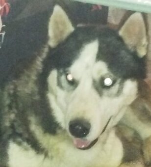 Prodám sibiřský Husky