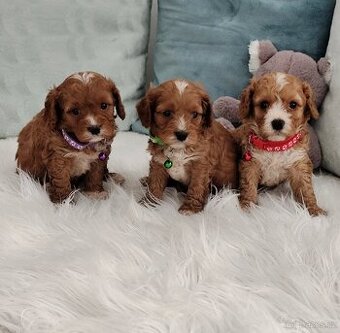 Cavapoo