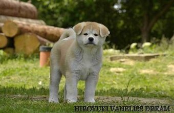 AKITA INU