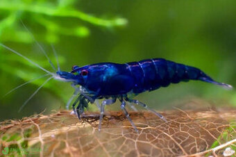 Neocaridina - blue dream akce 10+1