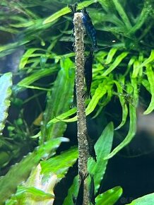 Krevetky modré Blue Diamond