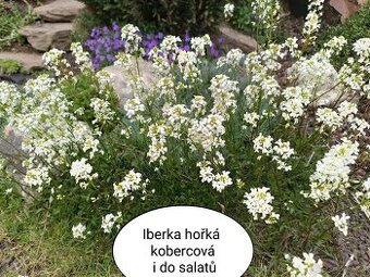 Skalničky - trvalky
