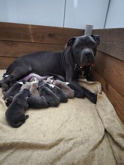 American Bully XL originální původní krev rodokmen ABKC USA