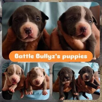 American Bully XL originální původní krev rodokmen ABKC USA