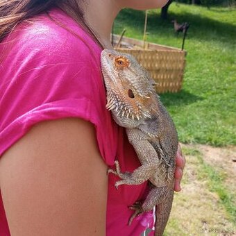 Agama vousatá ( samec )