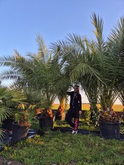 Datlovník kanárský (Phoenix canariensis)