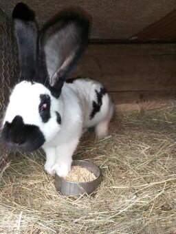 Německý obrovitý strakáč a kříženci obrů (Bu,NOS,BO, Čin ve)