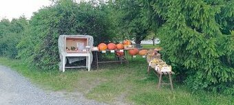 Okrasné dýně - 1