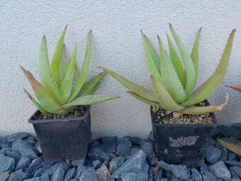 Aloe vera
