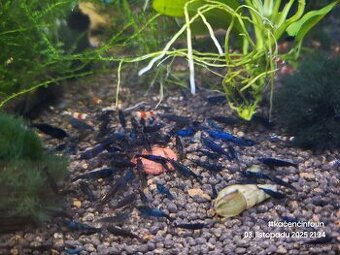 Krevetky • Blue dream