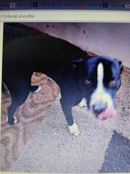 Pozor Pitbulové, kteří jsou útoční - 1