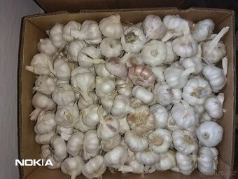 Český česnek - modrý paličák