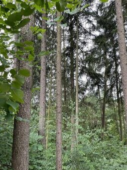 Prodám pozemky v k.ú. Dolní Bohdíkov - 1