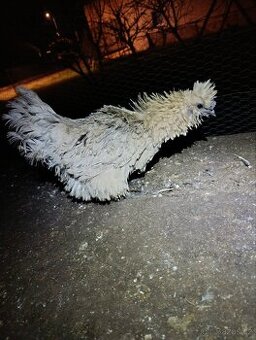 Kuřice hedvábnicky frizzle