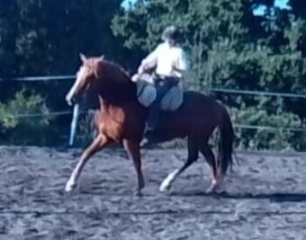 Vycvičený mladý valach