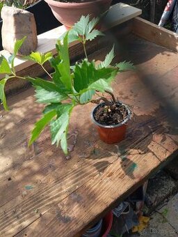 Prodám přebytky rostlin