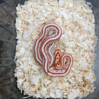 Užovka červená - Fauna trhy Ostrava  14.12. / doprava po cel