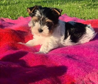 Jorkšírský teriér York biewer mino