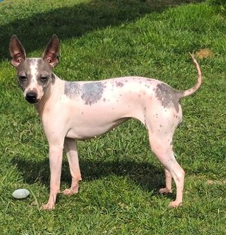 Fena Americký bezsrstý teriér