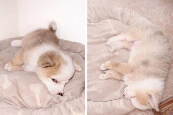 Prodám štěňátko - čivava