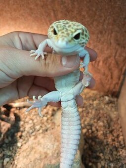 Samec Gekončíka nočního