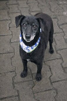 MUFÍK - 8 kg, kastrovaný psík 10 let