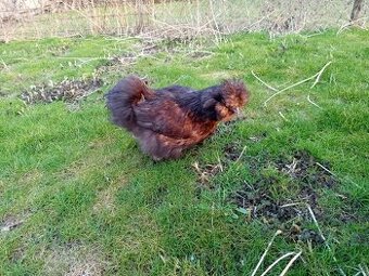 Hedvábnička velká vousatá čokoládová