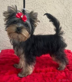 Jorkšírský teriér s PP FCI štěně pejsek ihned k odběru