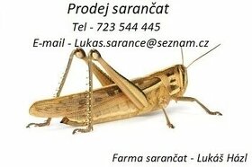 Krmný hmyz - Sarančata Stěhovavá - 1