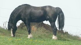 Welsh pony of cob type - připouštění
