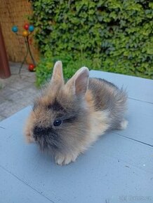 Zakrslý králík - 1